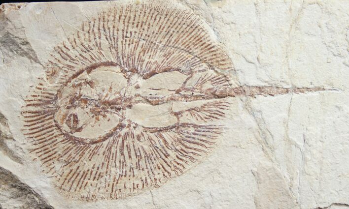 Fossil Ray (Cyclobatis) From Lebanon - #9442